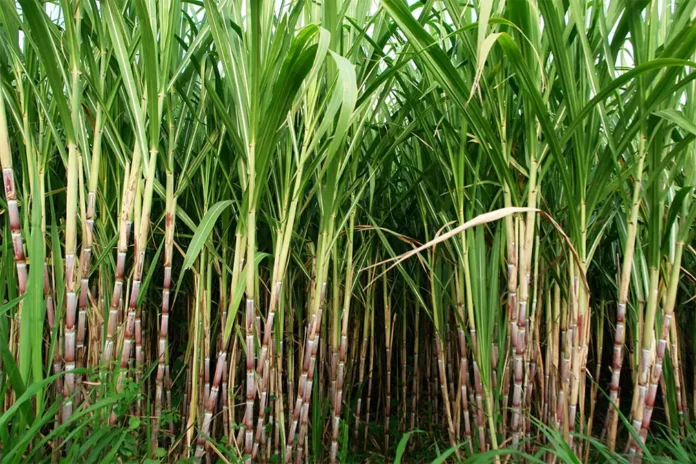 Sugarcane Sugarcane