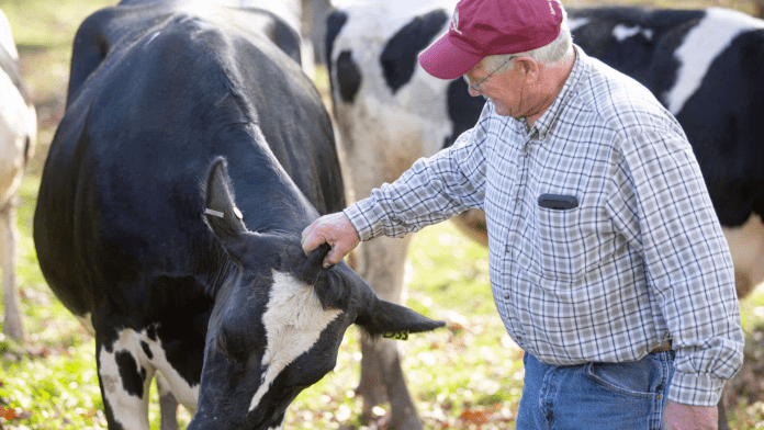 american farmer american farmer