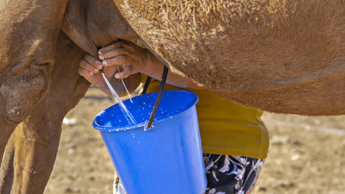 camel milk camel milk