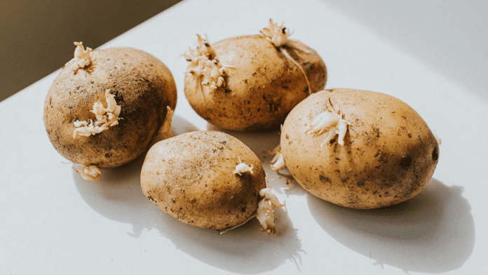 sprouted potatoes