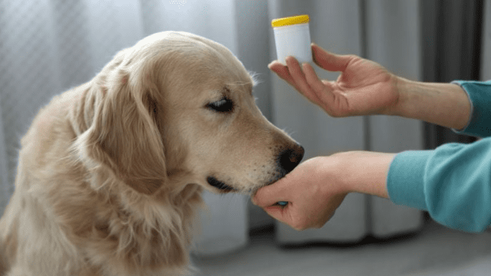 Probiotics labrador Probiotics labrador