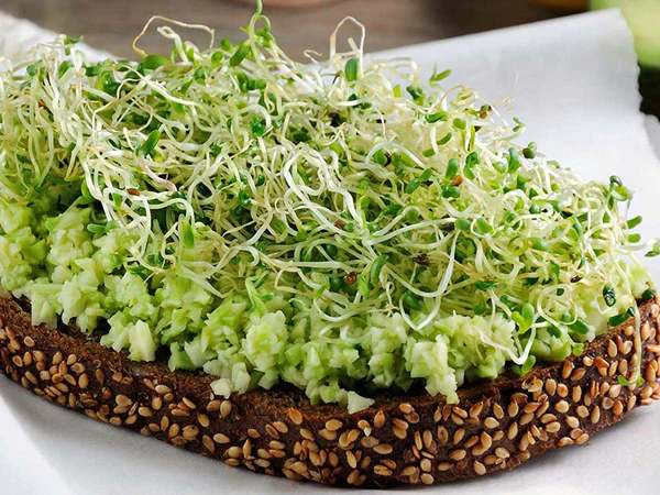 Protein Sprouts Protein Sprouts