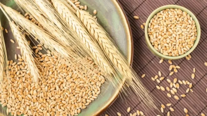Durum wheat Durum wheat
